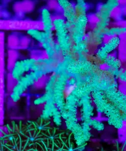 Wysiwyg XL Wild Australian Nepthea COral (C160)