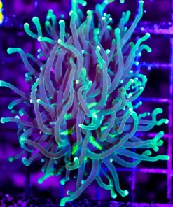 Wysiwyg Hydra Torch Coral (C17)