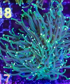 Wysiwyg Yellow Tip Green Torch (C17)