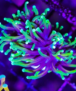 Wysiwyg Torch Coral (C19)