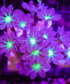 Wysiwyg Long Stem Clove Polyp Mini Colony (C21)