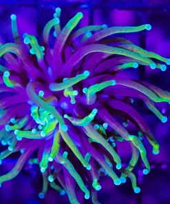 Wysiwyg Small Torch Coral (C21)
