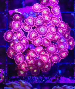Wysiwyg Pink Flamingo Zoanthid Colony (C23)