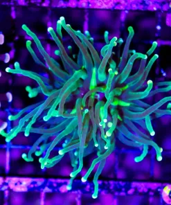 Wysiwyg Hydra Torch Coral (C24)
