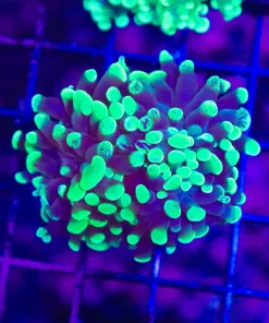Wysiwyg Hammer Coral Splatter! (C26) *Free Shipping ! Minimum $249 livestock spend*