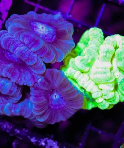 Wysiwyg 2for1 Blue *rare* + Krptonite Trumpet Coral Combo (C28)