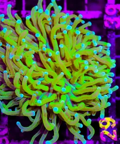 Wysiwyg Monkey Mustard Torch CoralColony (C29)