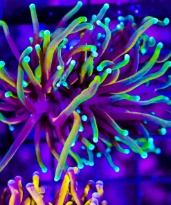 Wysiwyg Small Torch Coral (C3)