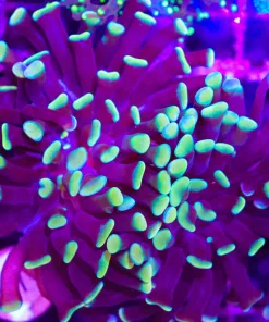 Wysiwyg Purple Gold Dipper Hammer Coral 3-4 Heads (C32)