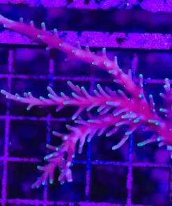 Wysiwyg XL Pacman ACropora Frag / MIni Colony*PICK UP ONLY* (C35)