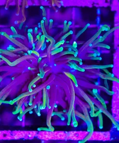 Wysiwyg Torch Coral (C36)