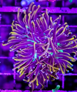 Wysiwyg 3x Liquid Gold Torch Coral (C37)