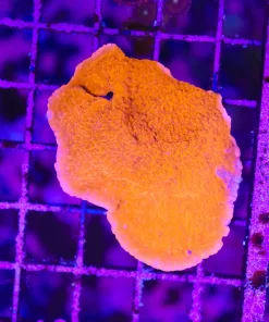 Wysiwyg Massive Red Monticap Frag * PICK UP ONLY no later then sunday May 24th* (C38)