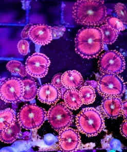 Wysiwyg Pink Infusion Mini Colony Cultured Zoanthids On Plate (C38)
