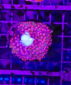 Wysiwyg Braching Red Cyphastrea Stump colony * PICK UP ONLY no later then sunday May 24th* (C39)