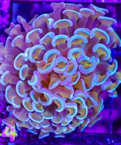 Wysiwyg Blue Gold Hammer Coral (C4)