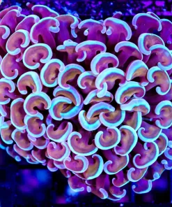 Wysiwyg Unique Blue / Gold Hammer Coral (C4)