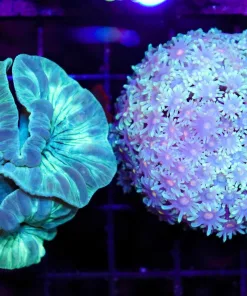 Wysiwyg 2for1 Fox Coral x Flowerpot Coral Combo Pack (C42)