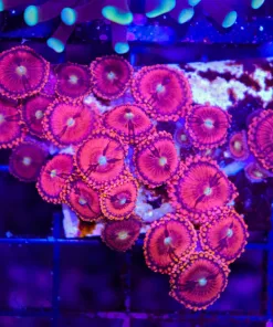 Wysiwyg Pink Infusion Zoanthid Mini Colony (C44)