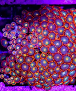 Wysiwyg Gatorade Zoanthid Colony (C47)