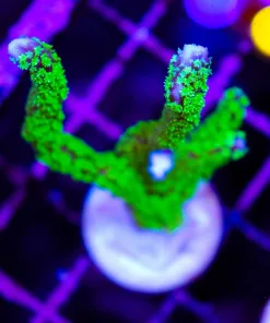 Wysiwyg XL Montipora Stellata Frag (C48)