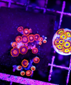 Wysiwyg 2for1 Cultured Fruit Loops x Orange Oxides (C48)