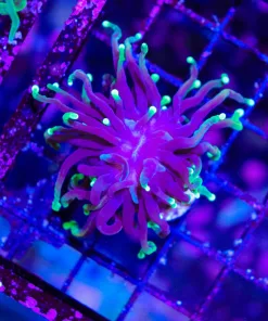 Wysiwyg Small Torch Coral (C5)
