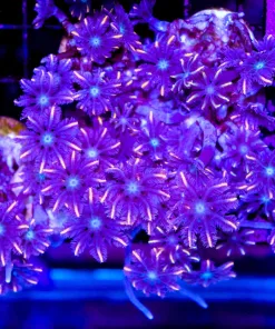 Wysiwyg Orange Firework Clove Polyp Frag (C50)