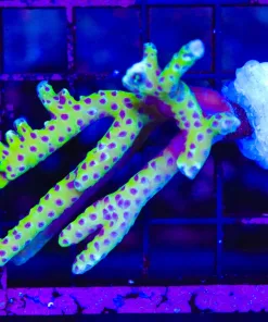 Wysiwyg Massive Golden Rod Anacropora Frag (C51)
