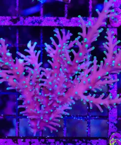 Wysiwyg PICK UP ONLY Large Purple Dragon tabling acropora colony (C52)