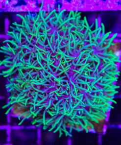 Wysiwyg Green Spaghettin GSP Mini Colony (C53)