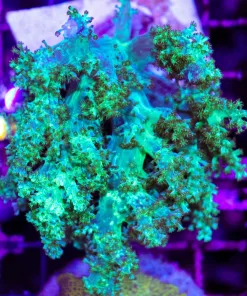 Wysiwyg Large Green Kenya Tree Coral Colony (C56)