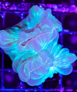 Wysiwyg Blue Fox Coral (C57)
