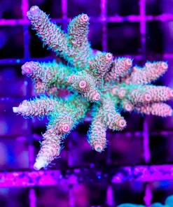 Wysiwyg Sunset Acropora Millepora Colony (C62)