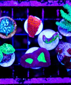 Wysiwyg 7 Piece Easy Beginner Coral Frag Pack (C63)
