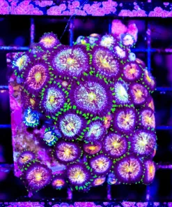 Wysiwyg Nirvana Zoanthid Cultured Zoanthid Colony (C64)