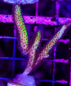 Wysiwyg XL Birds of paradise frag (C65)