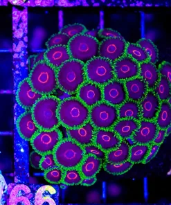 Wysiwyg Joker Zoanthid Colony (C66)