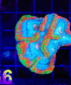 Wysiwyg Wilsoni Frag / Mini Colony *RARE* (C66)