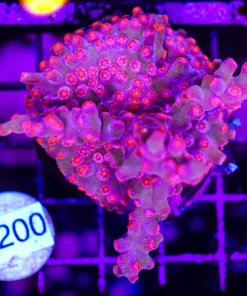 Wysiwyg Red Branching Cyphastrea Small Colony *RARE* (C70)