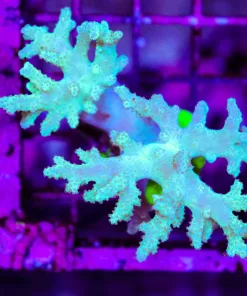 Wysiwyg Unique Wild Caught Leather Coral (C71)