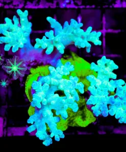 Wysiwyg 3for1 Combo Piece Lepastrea x Teal Leather x Tiny Hitchiker Clove Polyp (C71)