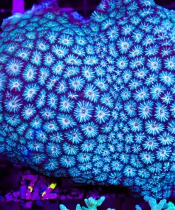 Wysiwyg Pick up only *XXL Moon Coral Colony *fromt march's display tank (C72)