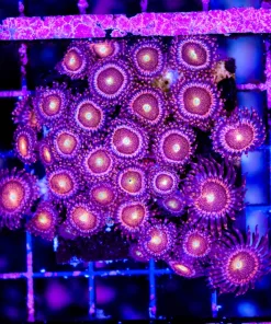 Wysiwyg Chong Bong Mini Colony Zoanthid (C74)
