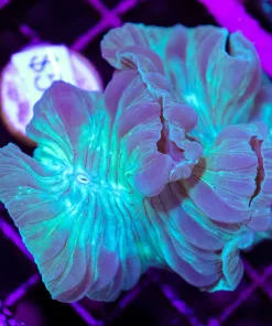Wysiwyg Fox Coral (C76)