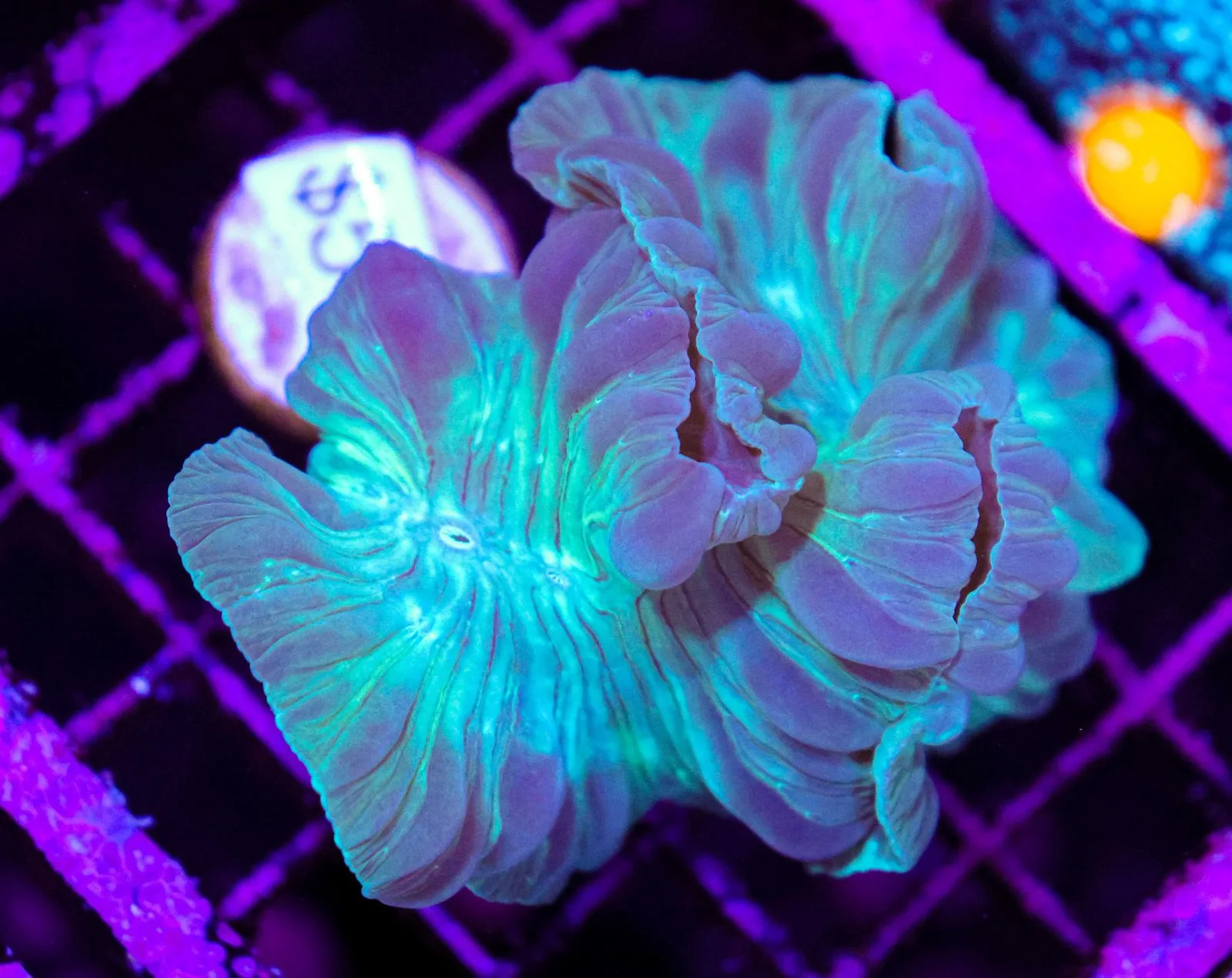 C76