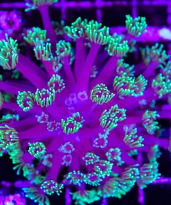 Wysiwyg Purple Eggplant Gonipora (C78)
