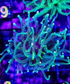 Wysiwyg Hydra Torch Coral (C8)