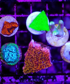 Wysiwyg 6 Piece Frag Pack * max 1 frag pack per order* (C82)