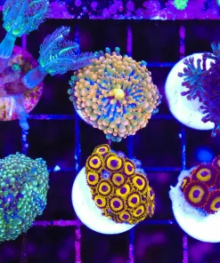 Wysiwyg 6 Soft Coral Pack (C84)